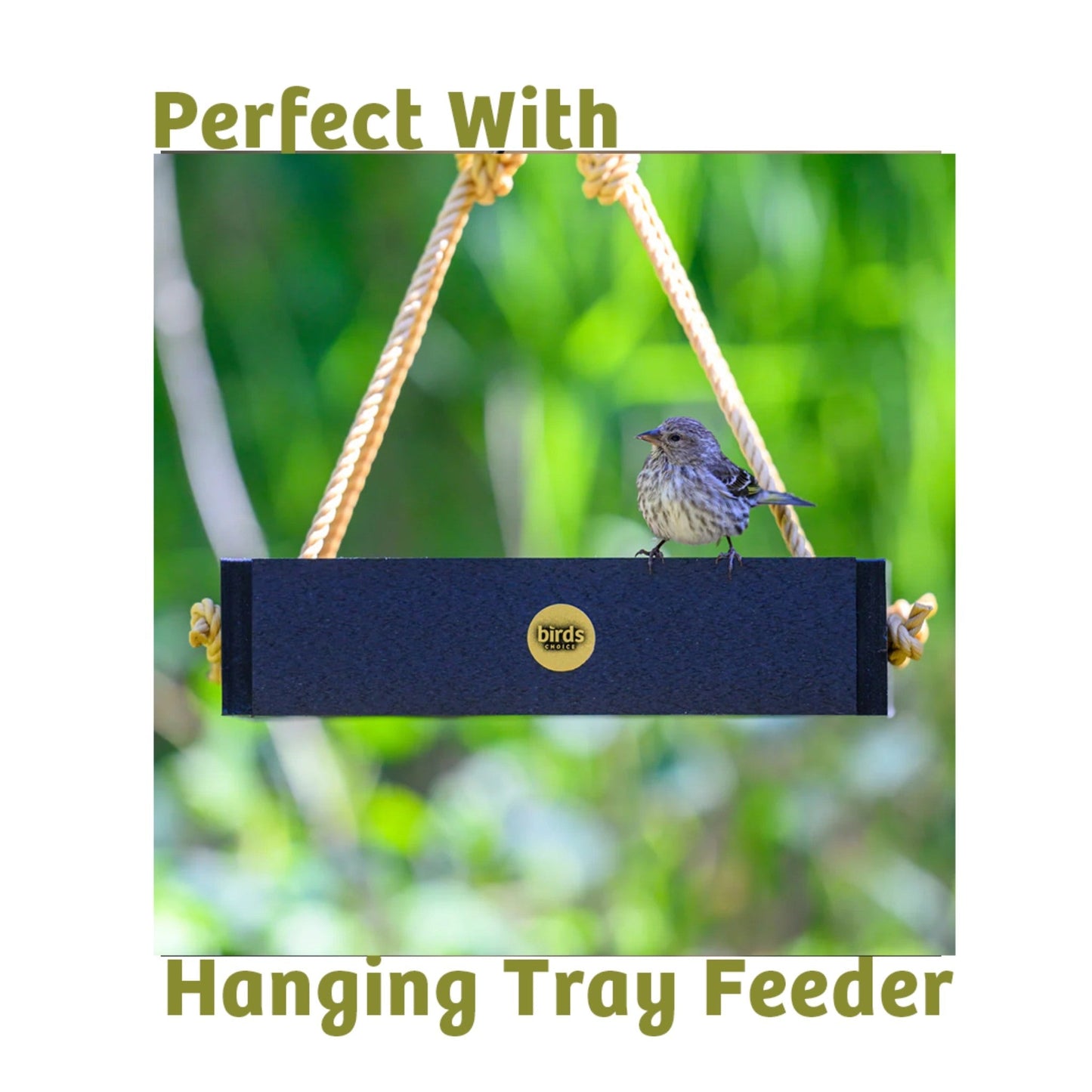 Bugs & Nuts Seed Cake