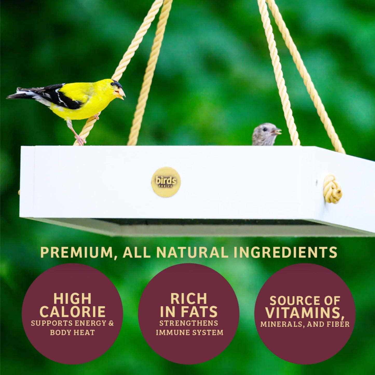 Bugs & Nuts Seed Cake