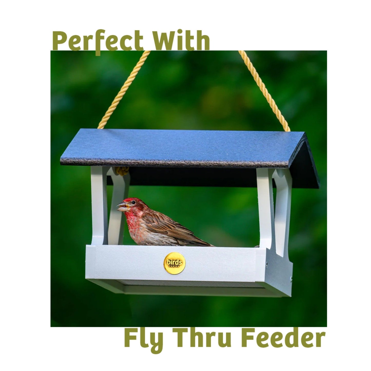 Bugs & Nuts Seed Cake