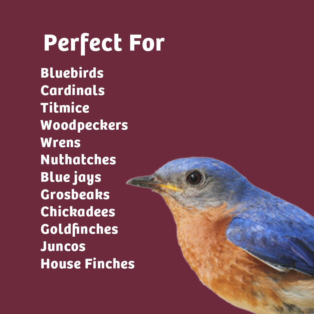 Bugs & Nuts No Melt Suet