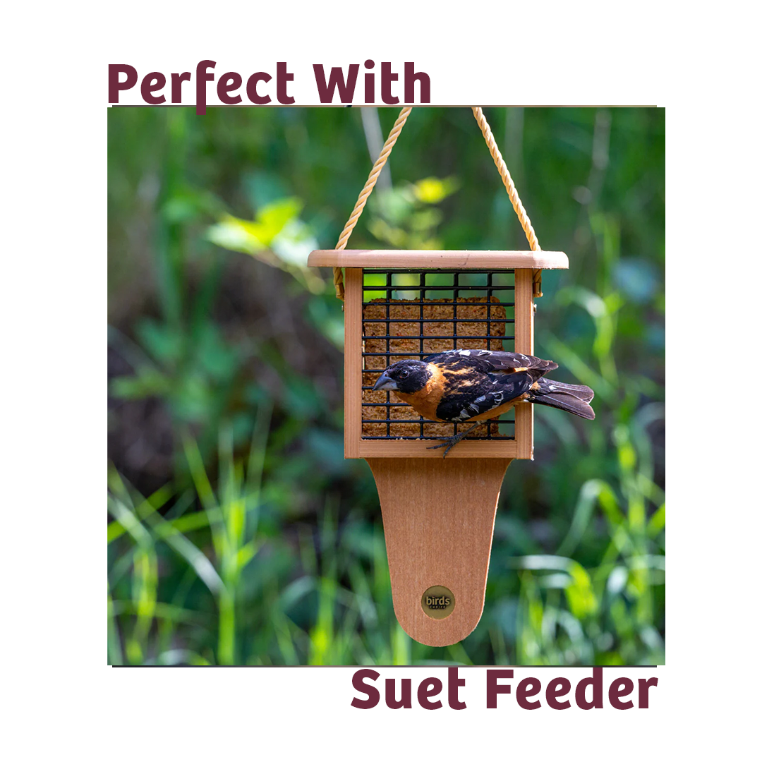 Bugs & Nuts No Melt Suet - 12 Pack