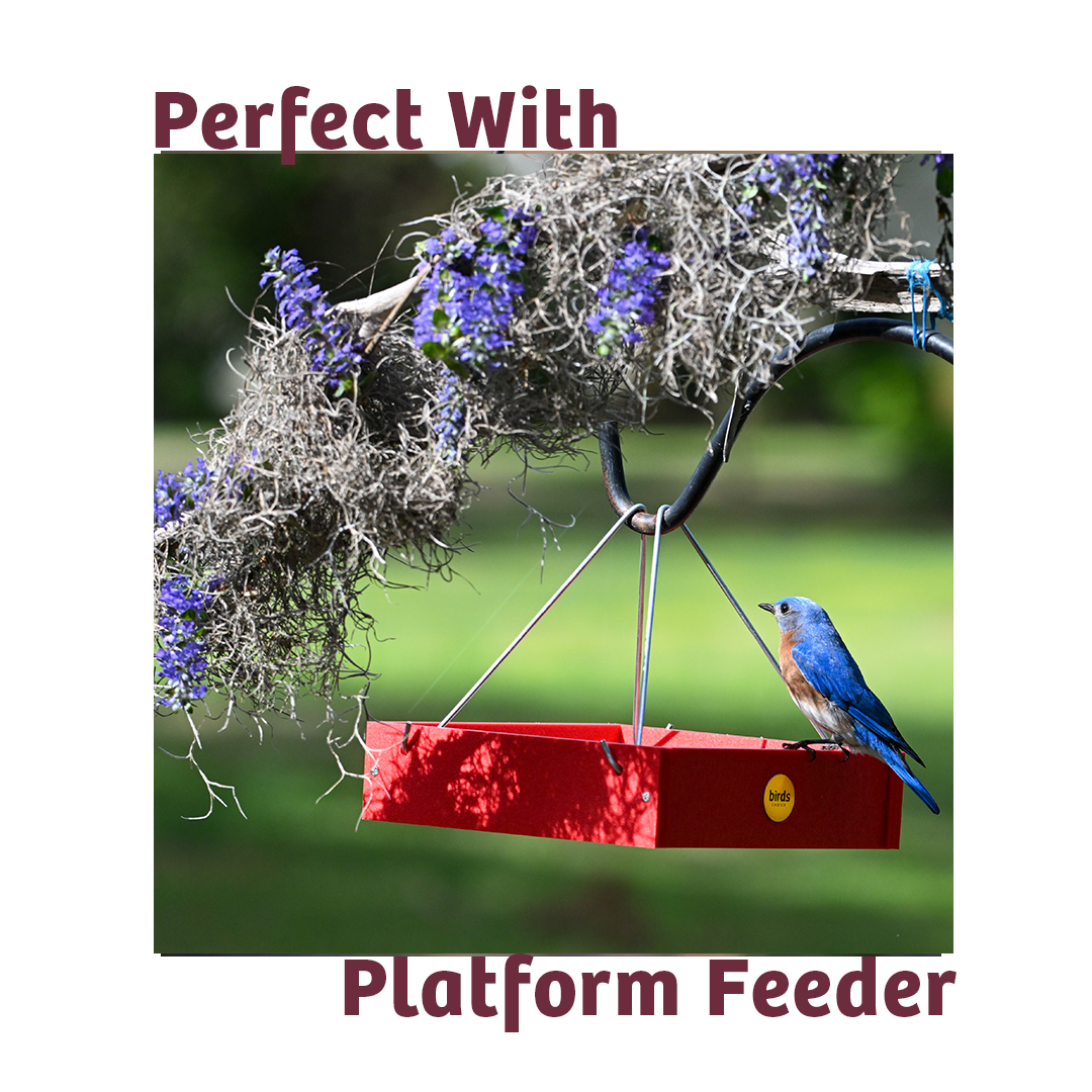 Bugs & Nuts No Melt Suet