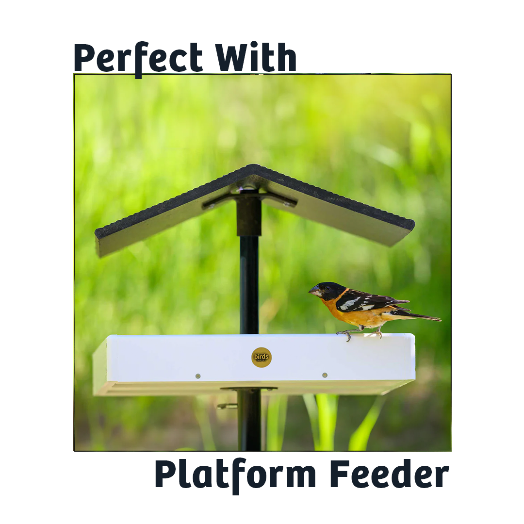 Black Oil Sunflower Wild Bird Food - 15 lbs.