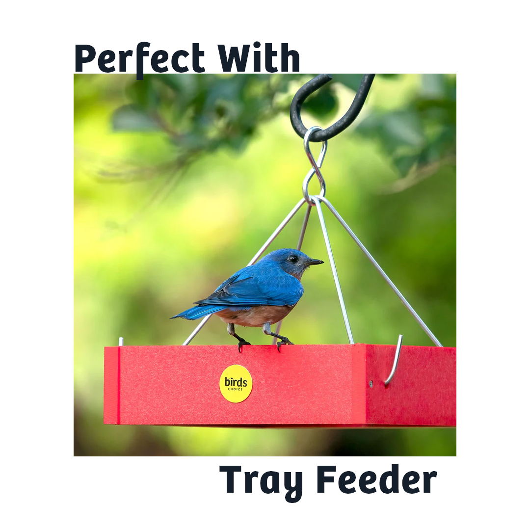 Black Oil Sunflower Wild Bird Food - 15 lbs.