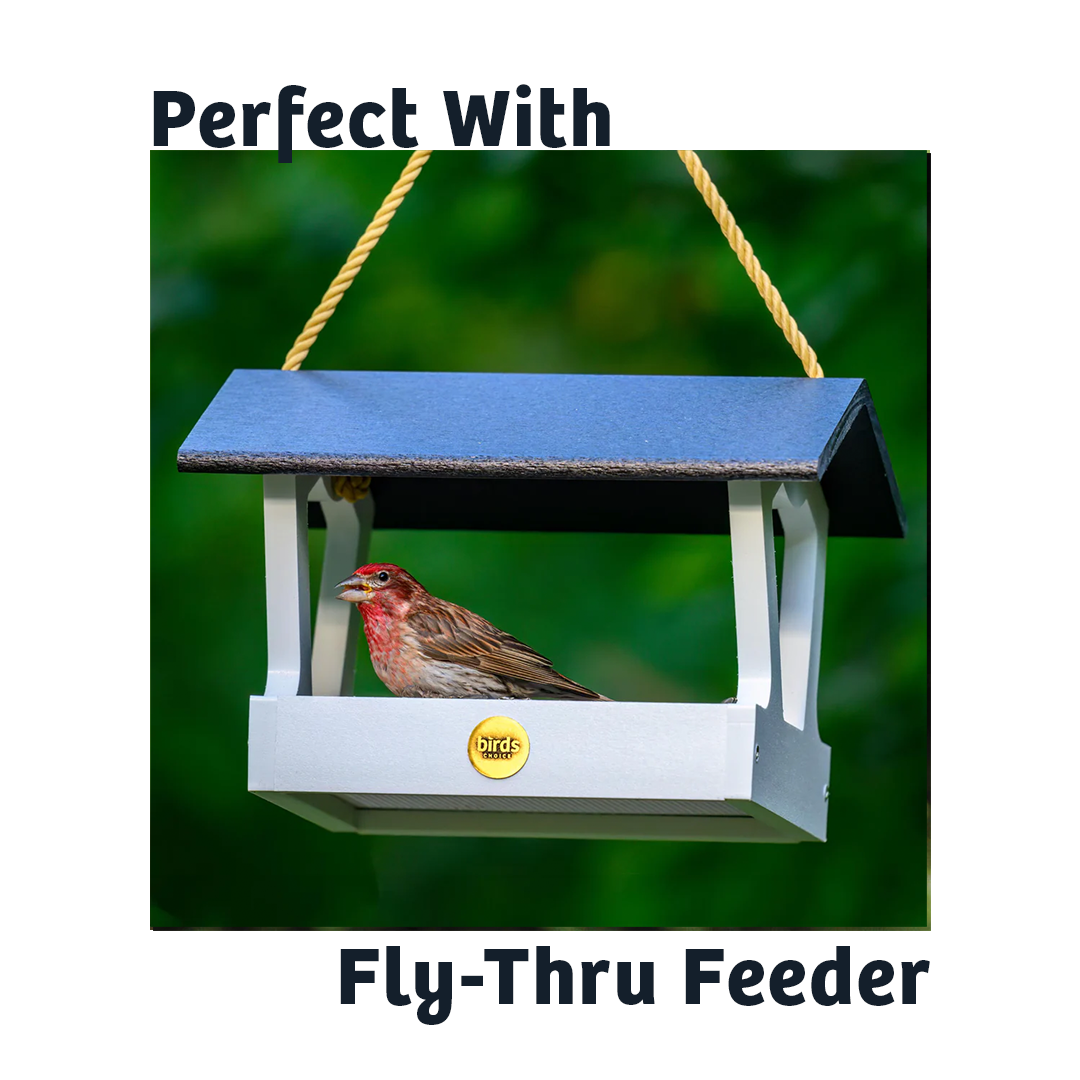 Black Oil Sunflower Wild Bird Food - 15 lbs.