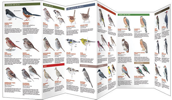 Backyard Birds Of Eastern/Central North America