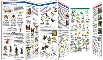 Bees & Other Pollinators Pocket Guide