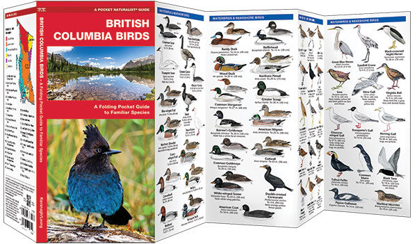 British Columbia Birds Pocket Guide