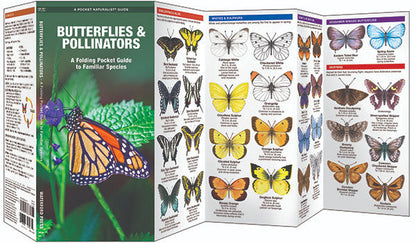 BUTTERFLIES & POLLINATORS