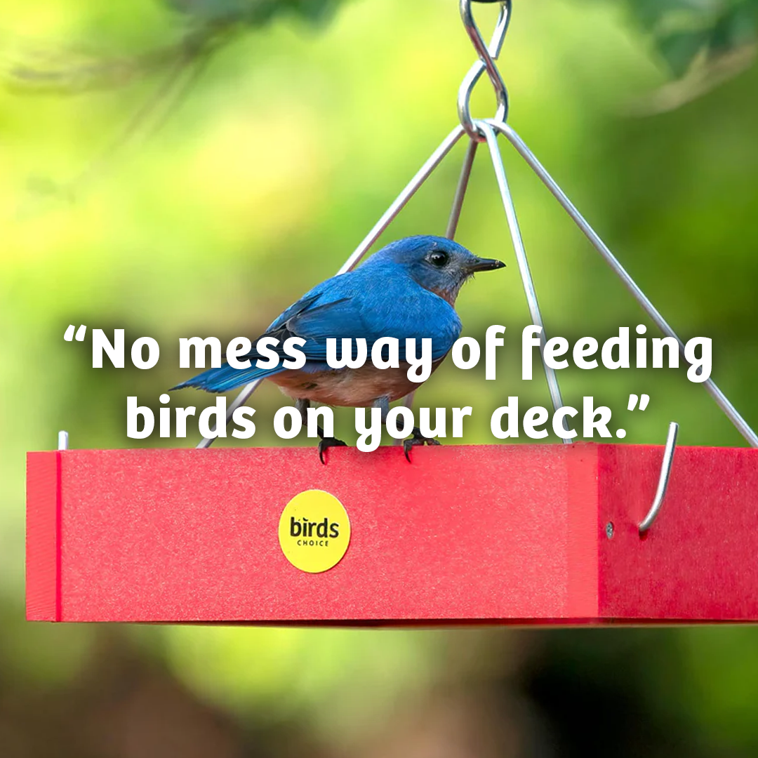 Cardinals Crave Seed Cylinder - Small