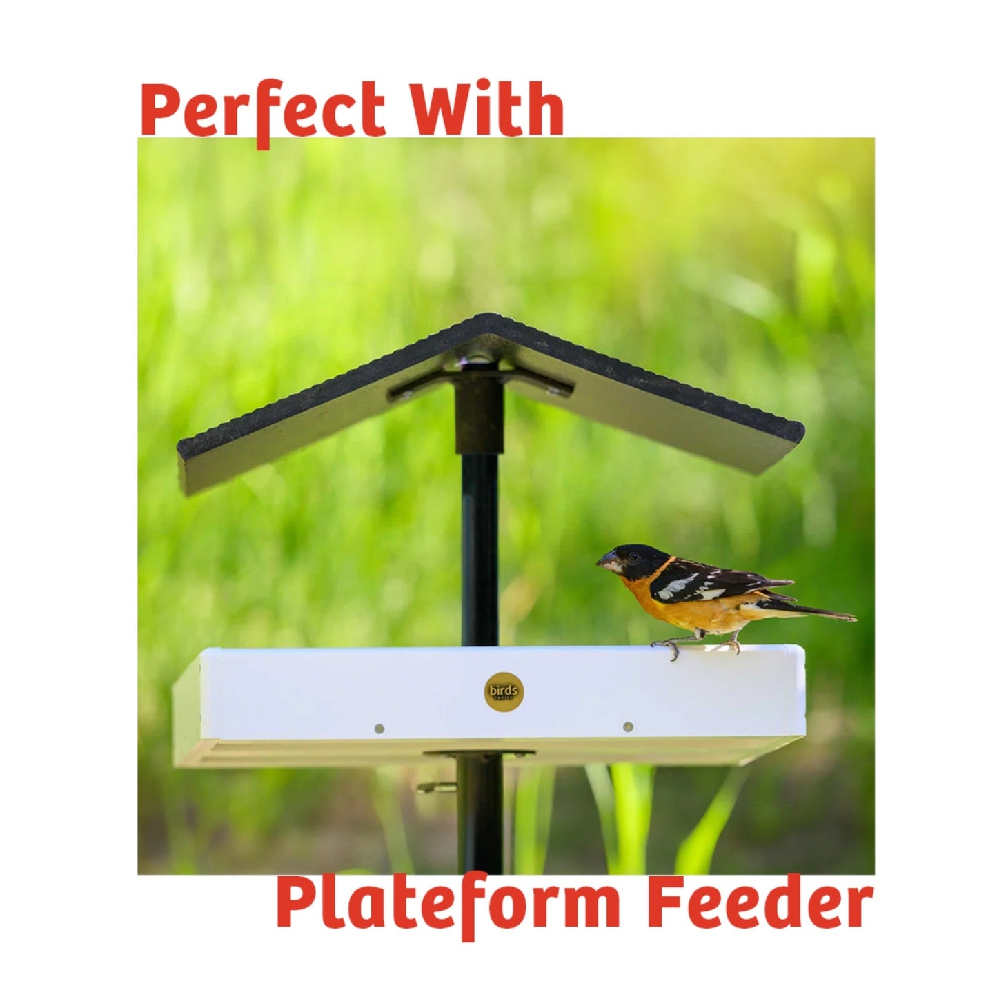 Cardinals Crave Seed Cake