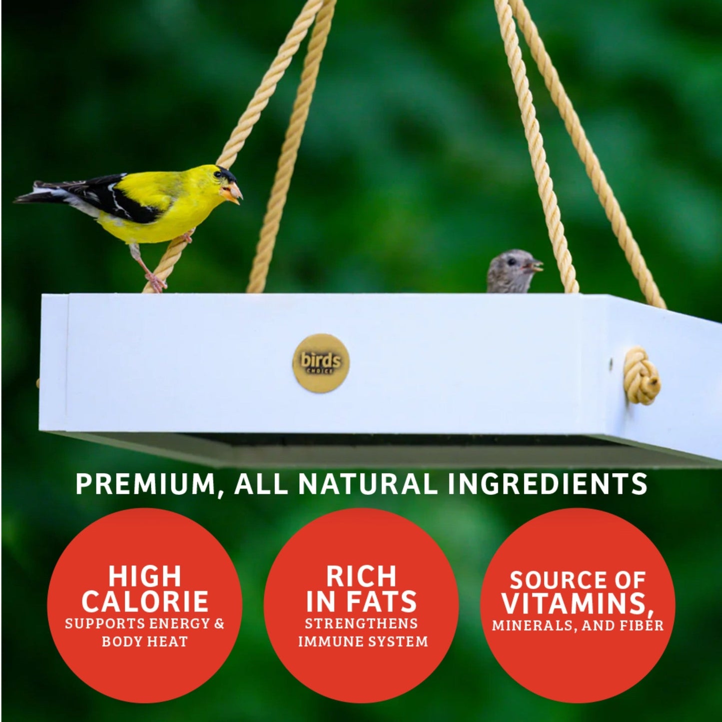 Cardinals Crave Seed Cake