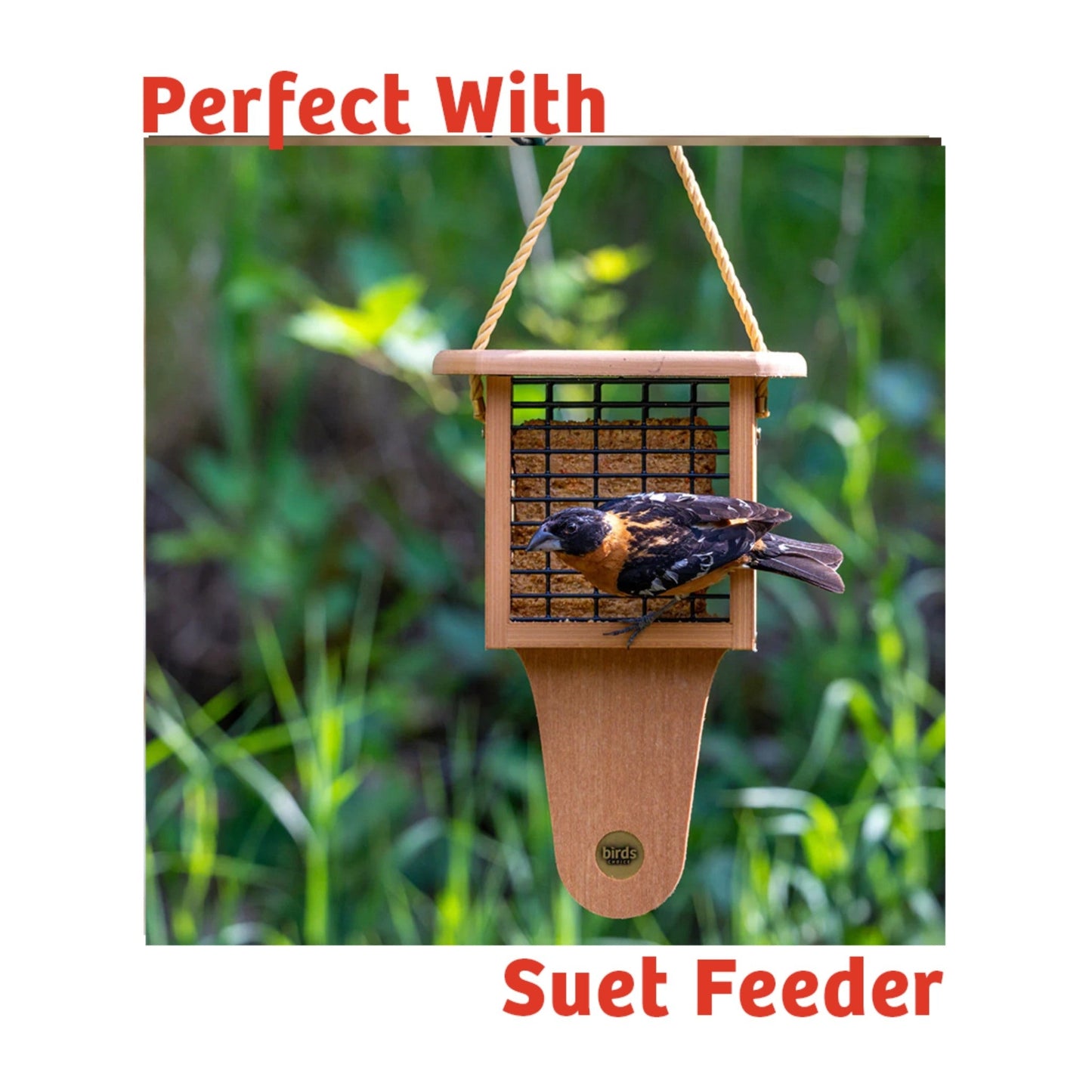 Cardinals Crave Seed Cake