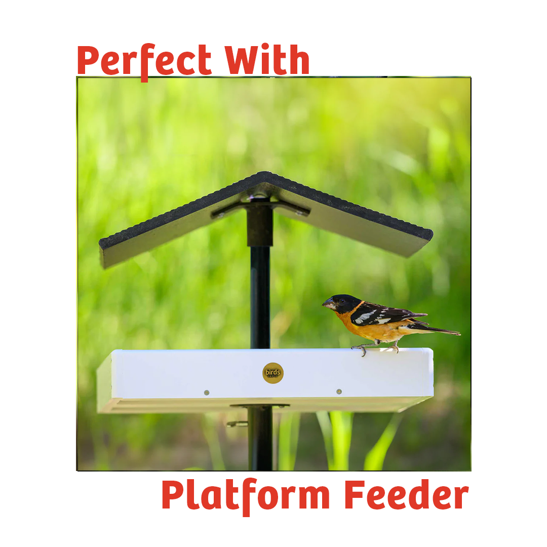 Cardinals Crave Wild Bird Food - 5 lbs.