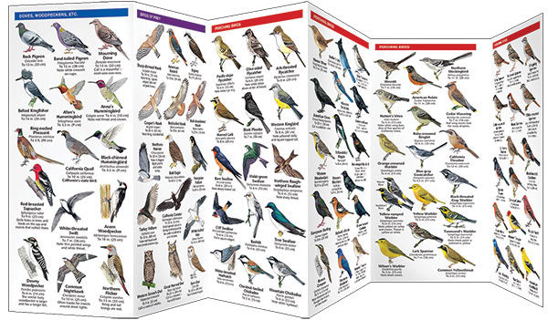 California Birds Pocket Guide