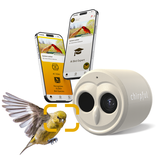 Chirpful Smart Camera - 4k Camera | Solar-Powered | AI-Driven