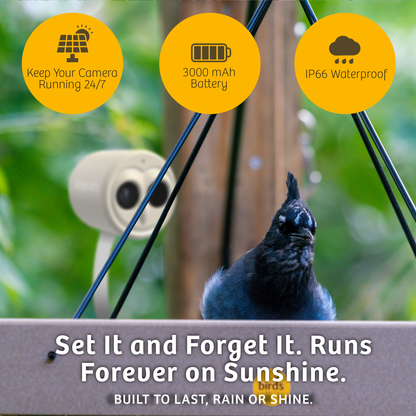 Chirpful Smart Camera - 4k Camera | Solar-Powered | AI-Driven