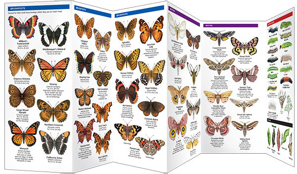 Colorado Butterflies & Moths Pocket Guide