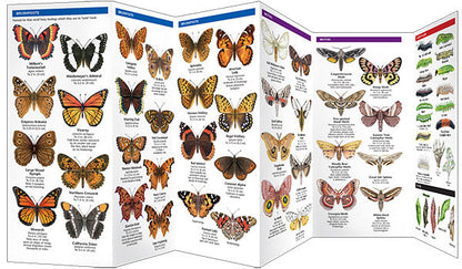 Colorado Butterflies & Moths Pocket Guide