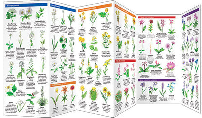 Colorado Trees & Wildflowers Pocket Guide