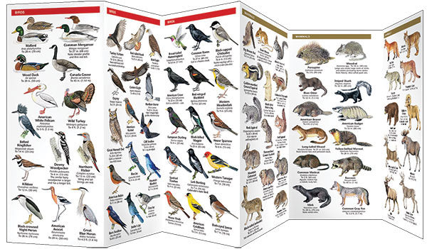 Colorado Wildlife Pocket Guide