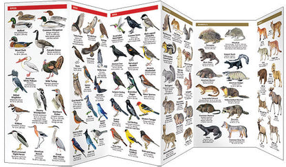 Colorado Wildlife Pocket Guide