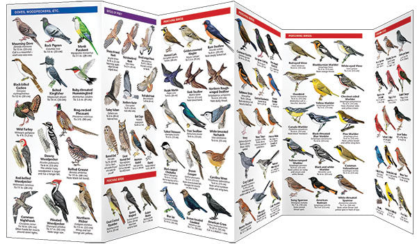 Connecticut Birds Pocket Guide