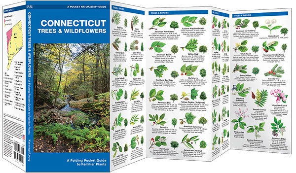 Connecticut Trees & Wildflowers Pocket Guide