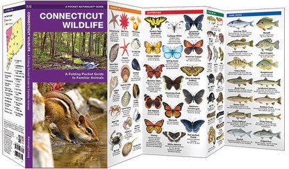 Connecticut Wildlife Pocket Guide