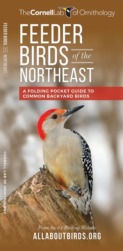 Feeder Birds Of The Northeast Pocket Guide