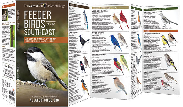 Feeder Birds Of The Southeast