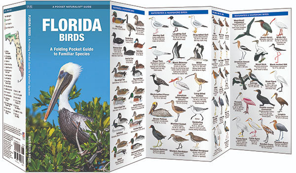 Florida Birds