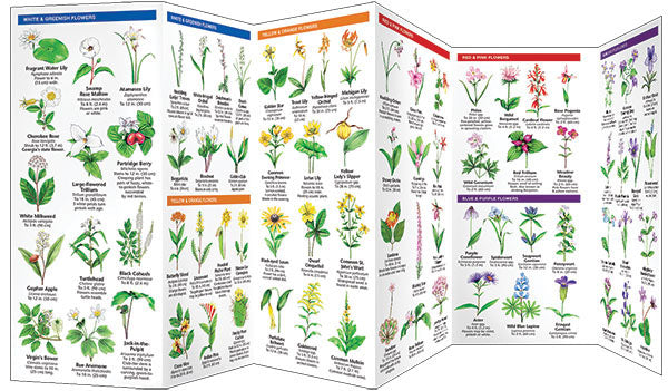 Georgia TREES & WILDFLOWERS