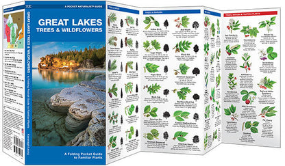 Great Lakes Trees & Wildflowers Pocket Guide