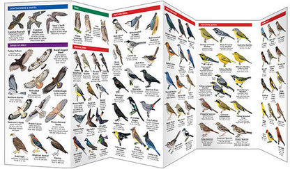 Idaho Birds Pocket Guide