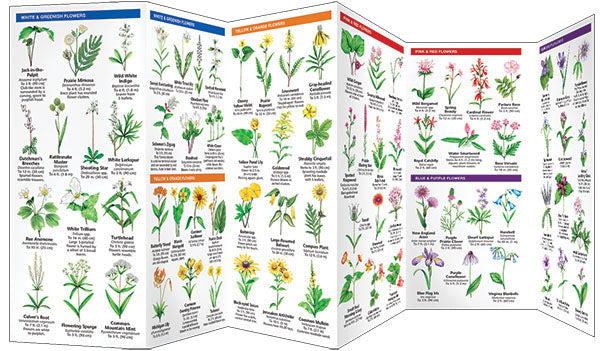 ILLINOIS TREES & WILDFLOWERS