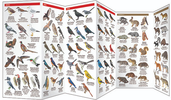 Illinois Wildlife Pocket Guide