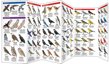 Indiana Birds Pocket Guide