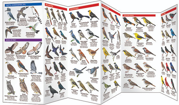 Iowa Birds Pocket Guide