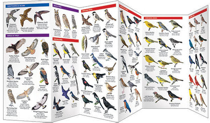 Kansas Birds Pocket Guide