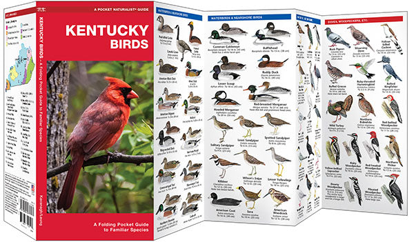 Kentucky Birds