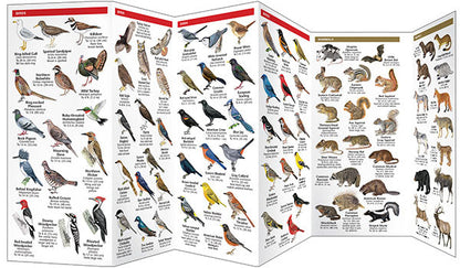 Michigan Wildlife Pocket Guide