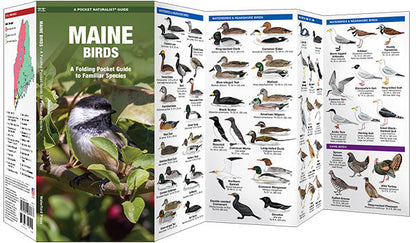 Maine Birds