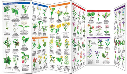 Maine Trees & Wildflowers Pocket Guide