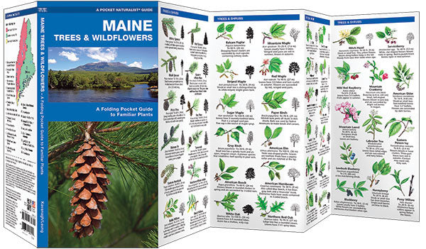 Maine Trees & Wildflowers Pocket Guide