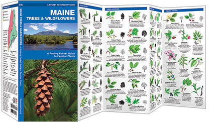 Maine Trees & Wildflowers Pocket Guide