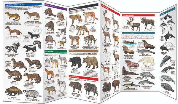 Mammals Pocket Guide