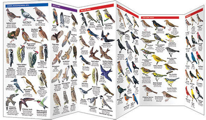 Massachusetts Birds Pocket Guide