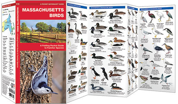 Massachusetts Birds Pocket Guide