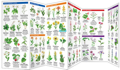 Massachusetts Trees & Wildflowers Pocket Guide